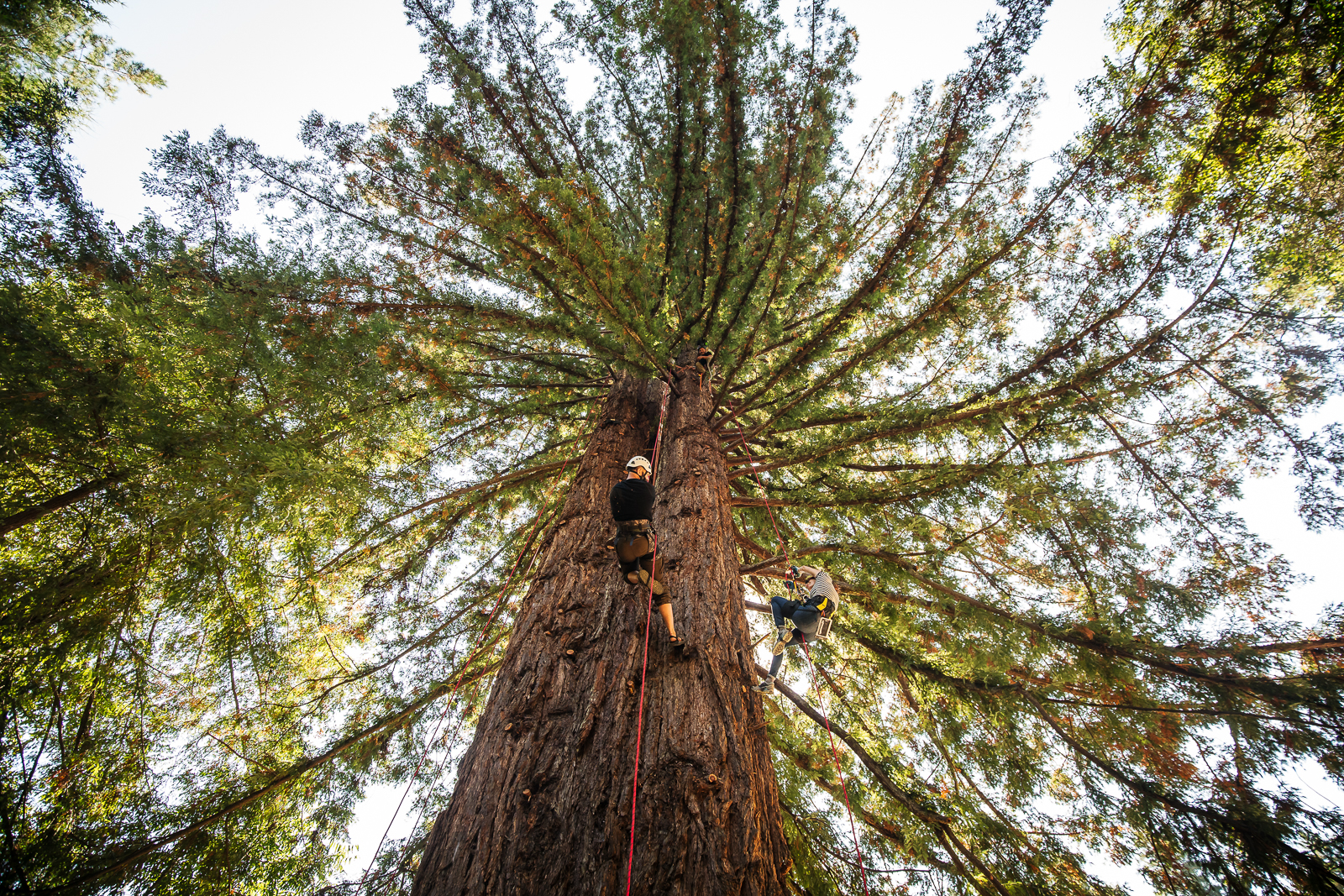 Topher White And How To Save The Rainforest The Outpost